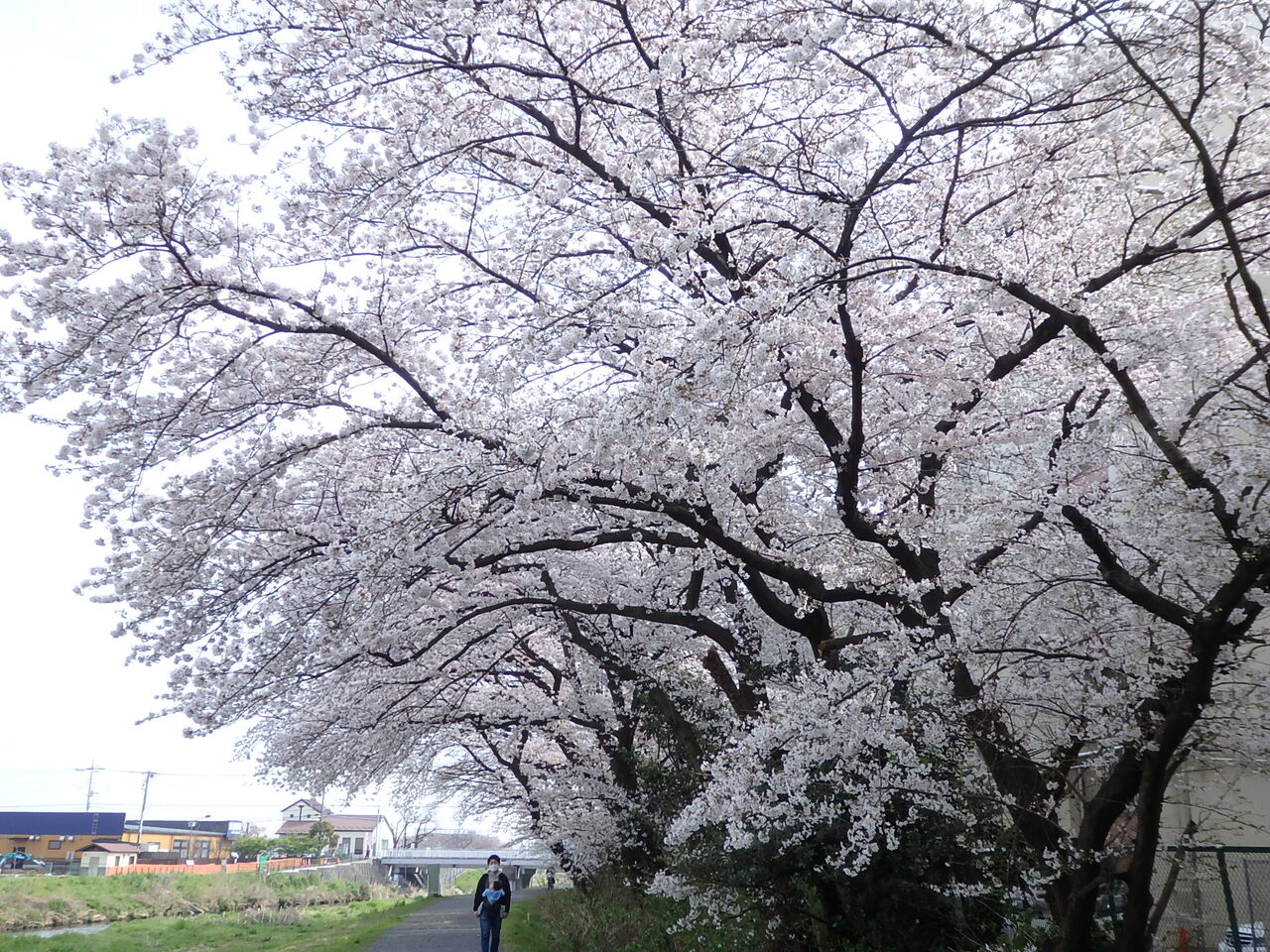 黒目川花まつり 市民でつくろう 朝霞基地跡地公園