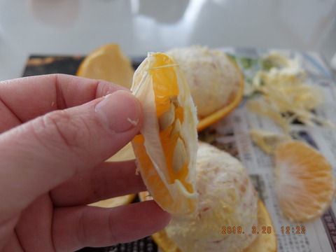 DSCF9378