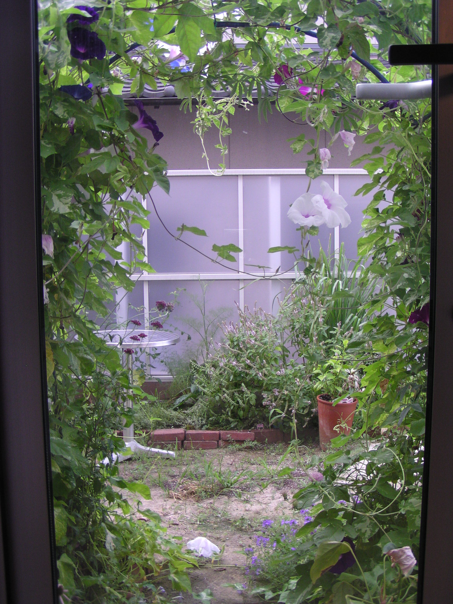 朝顔アーチ J Urbanのガーデニング 朝顔アーチ J Urbanのガーデニング