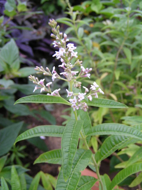 レモンバーベナ J Urbanのガーデニング