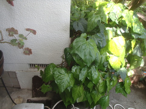 P4220052