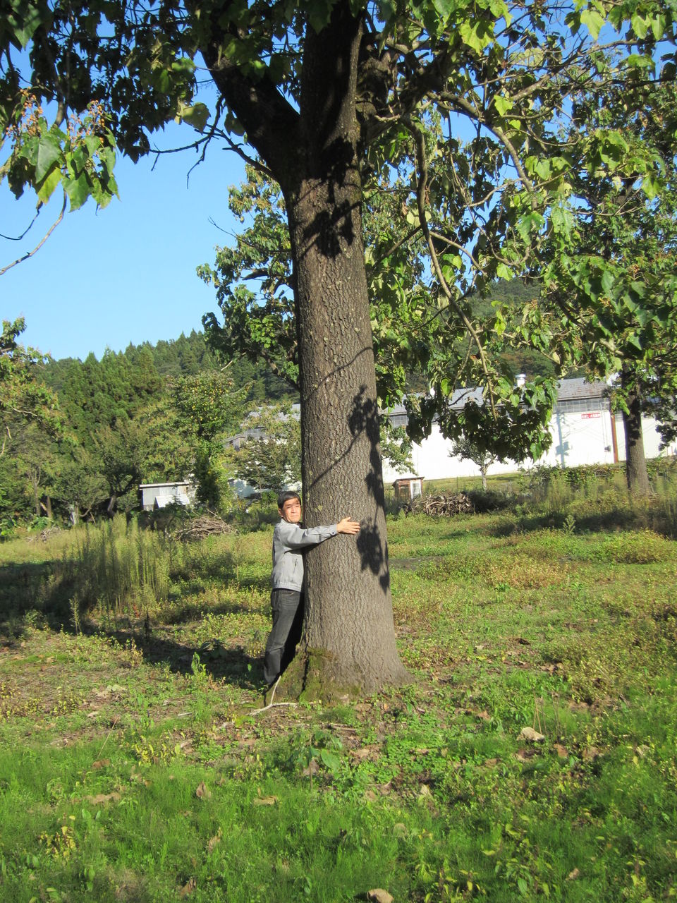 桐原木を仕入れに行ってきました 朝倉家具のスタッフブログ