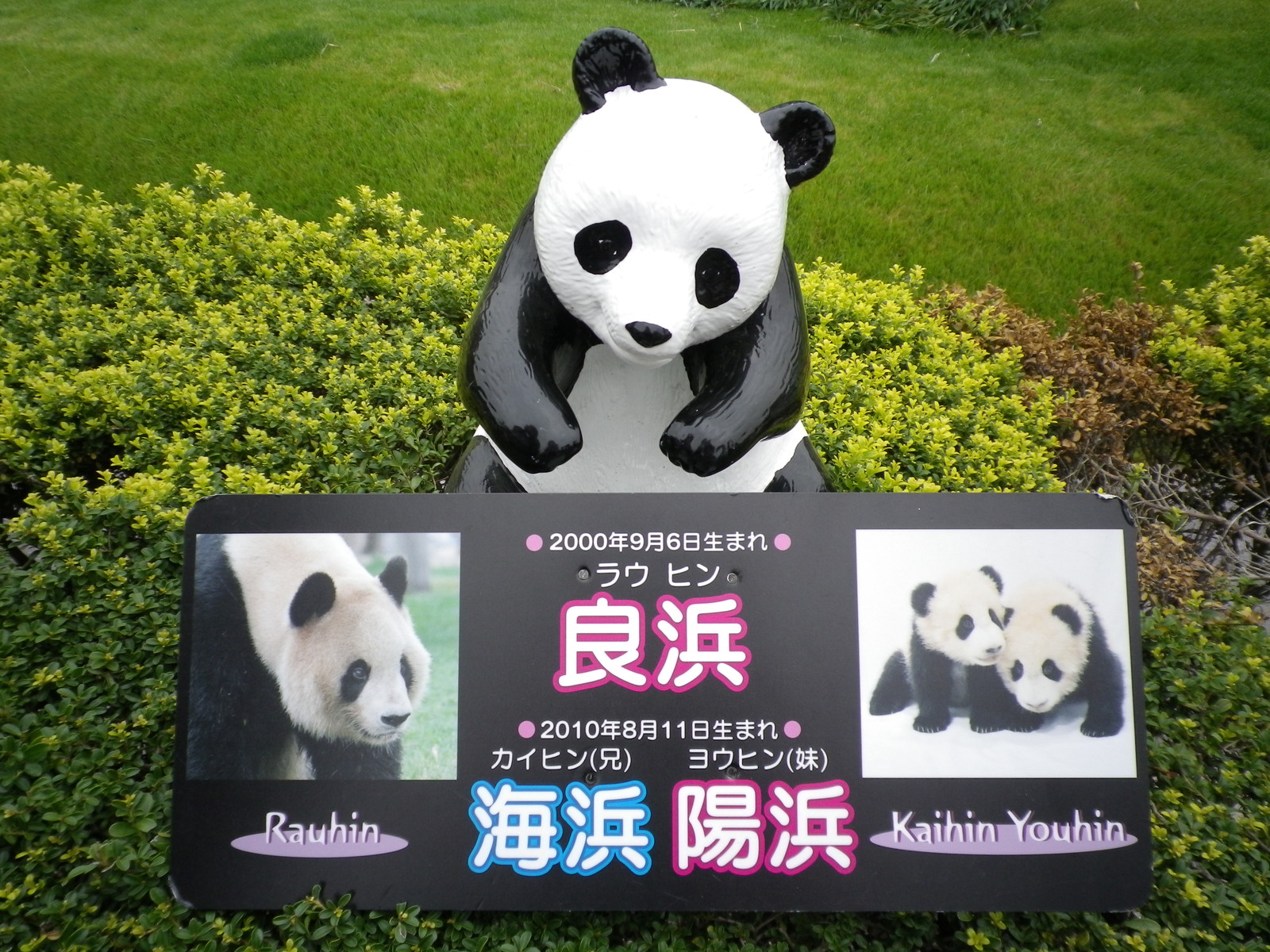 アドベンチャーワールド パンダ子パンダ ひとひら咲いた