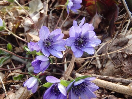 角田山の花達 浅間の小天狗 角田山の花達 浅間の小天狗