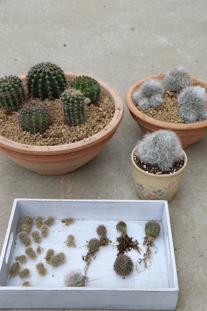 箱庭風カゴ寄せとサボテンの株分け Asamiのお弁当 簡単かわいいキャラ弁の作り方 箱庭風カゴ寄せとサボテンの株分け Asamiのお弁当 簡単かわいいキャラ弁の作り方