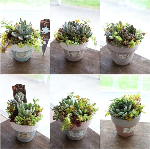 寄せ植え集合
