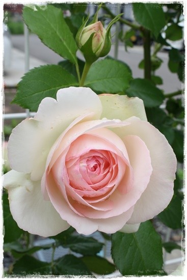 062