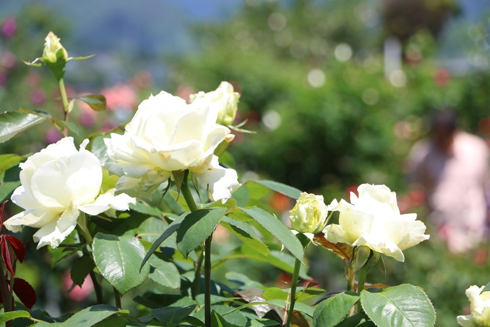 おおだてガーデンガイド 石田ローズガーデン Asamiのお弁当 簡単かわいいキャラ弁の作り方