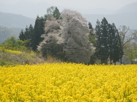 DSCN3717