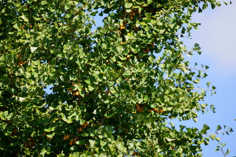 DSC00779
