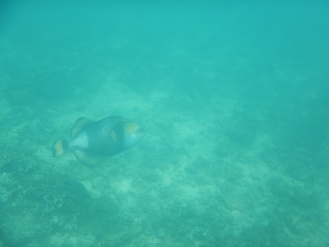 DSCN1346ゴマモンガラ