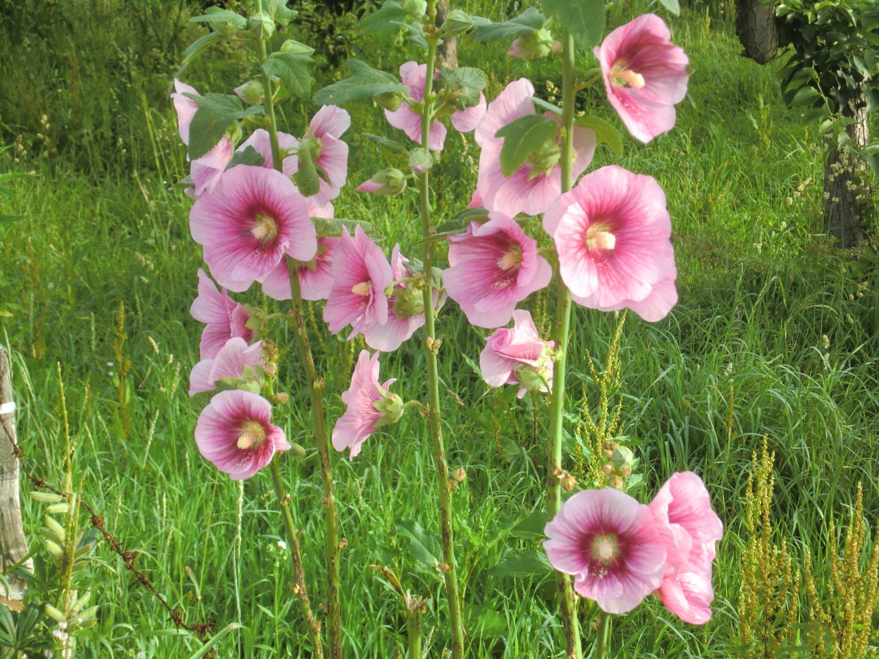 青森 梅雨時の花 浅虫温泉まちブロ 青森 梅雨時の花 浅虫温泉まちブロ