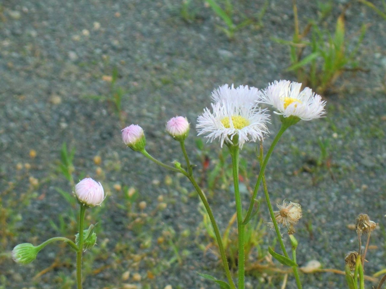 青森 梅雨時の花 浅虫温泉まちブロ 青森 梅雨時の花 浅虫温泉まちブロ
