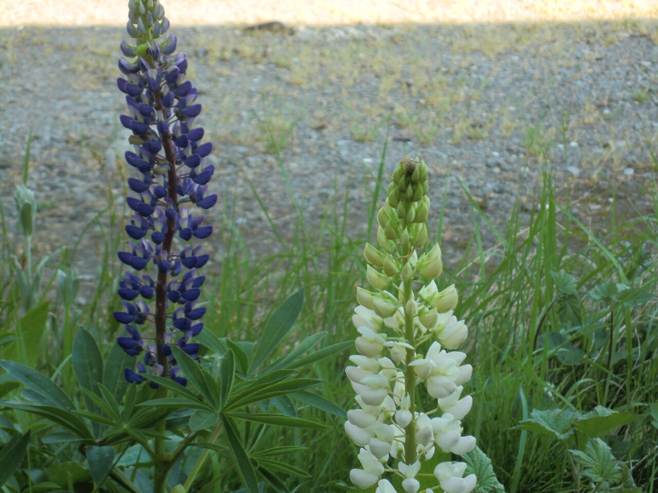 浅虫温泉 旬の草花 ５月２６日 浅虫温泉まちブロ