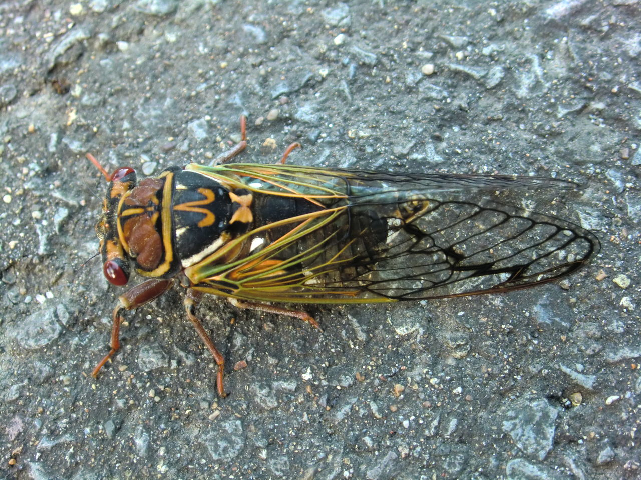 今年はエゾゼミが多い 浅虫温泉まちブロ