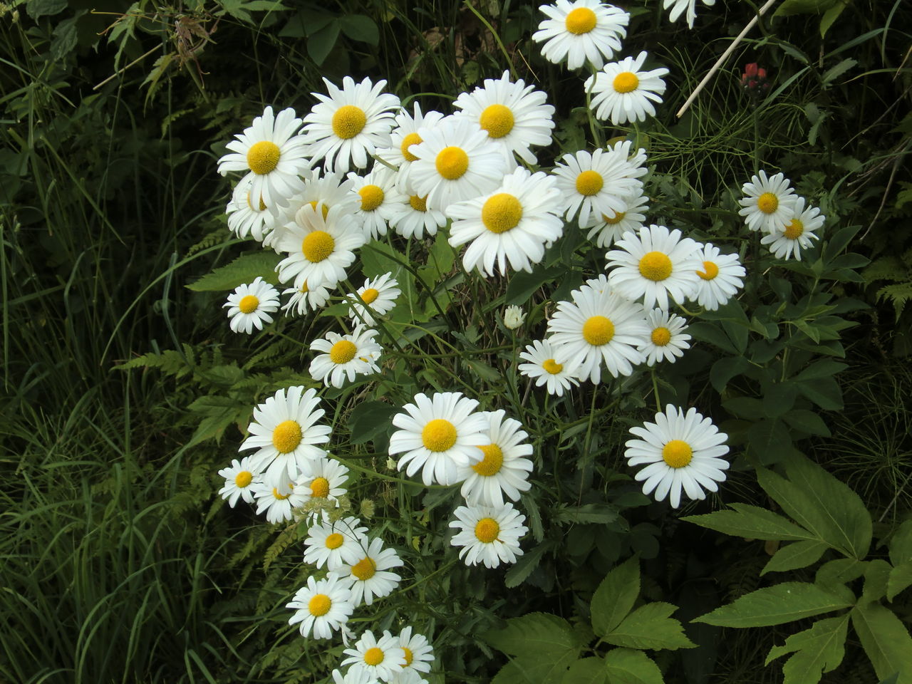 旬の花と動物達 6月17日 浅虫温泉まちブロ 旬の花と動物達 6月17日 浅虫温泉まちブロ