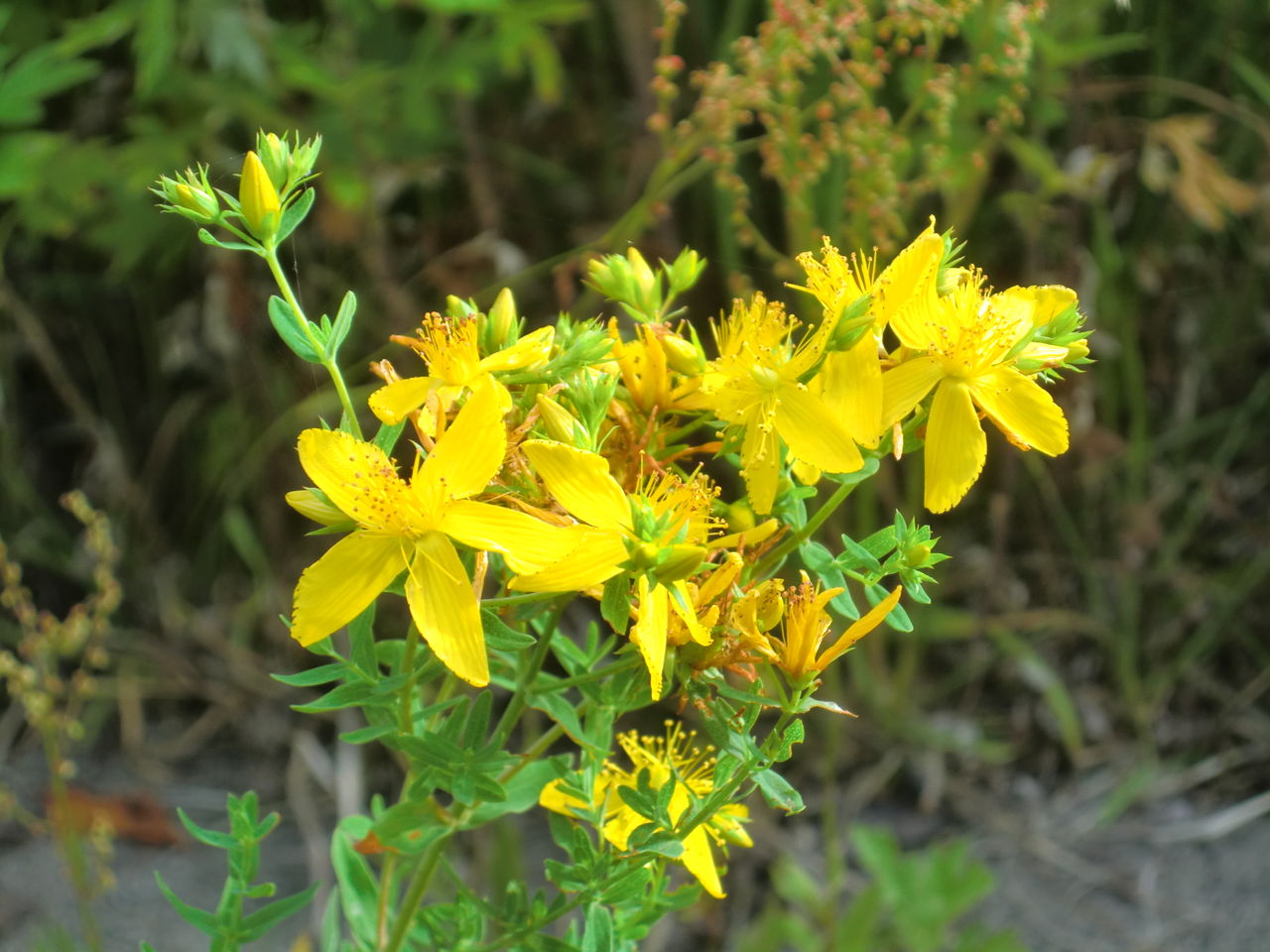 道端の草花もよく見てみれば 浅虫温泉まちブロ