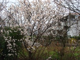 花木遠景 花木遠景