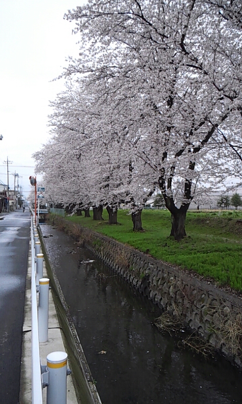 桜並木