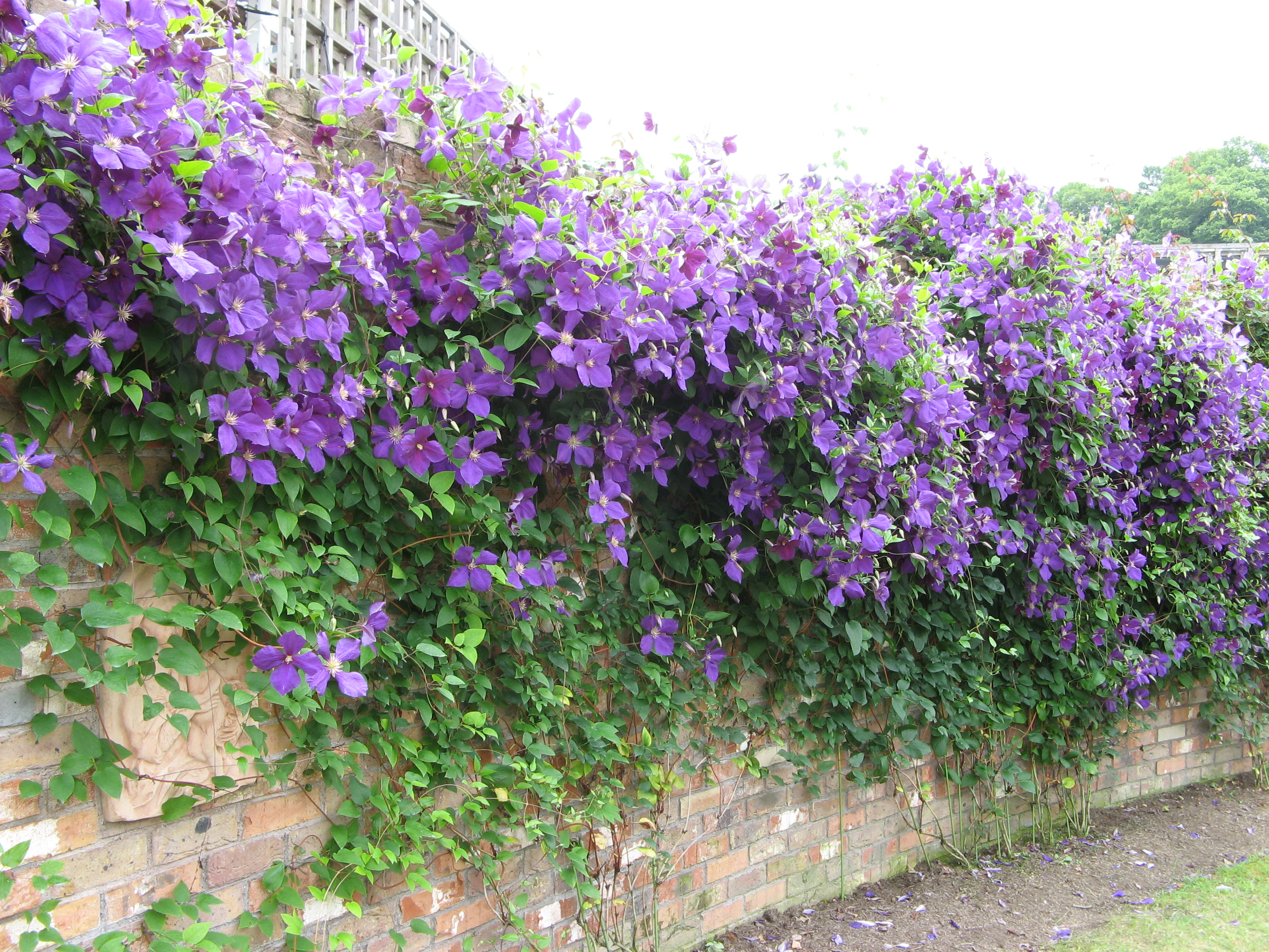 花フェスタに行ってきたよ Pole Pole Diary