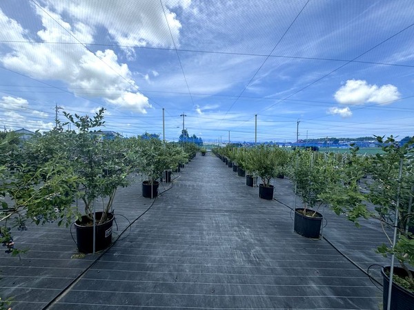 きらぼしファーム (16)