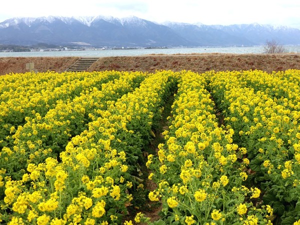第1なぎさ公園　菜の花畑 (13)