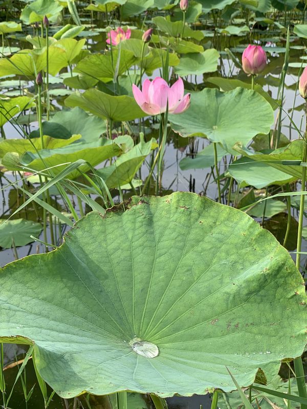 木場潟 (23)