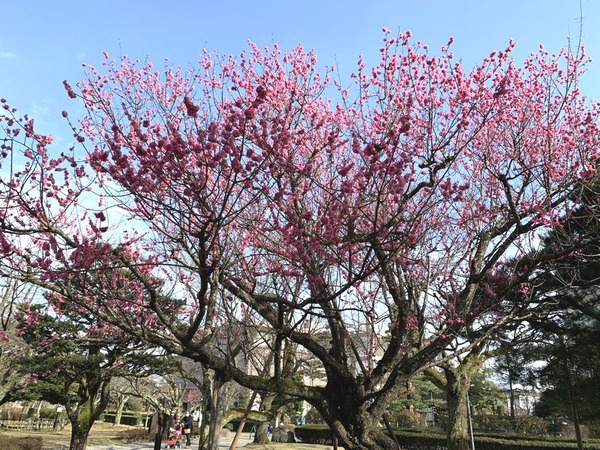 芦城公園 (9)