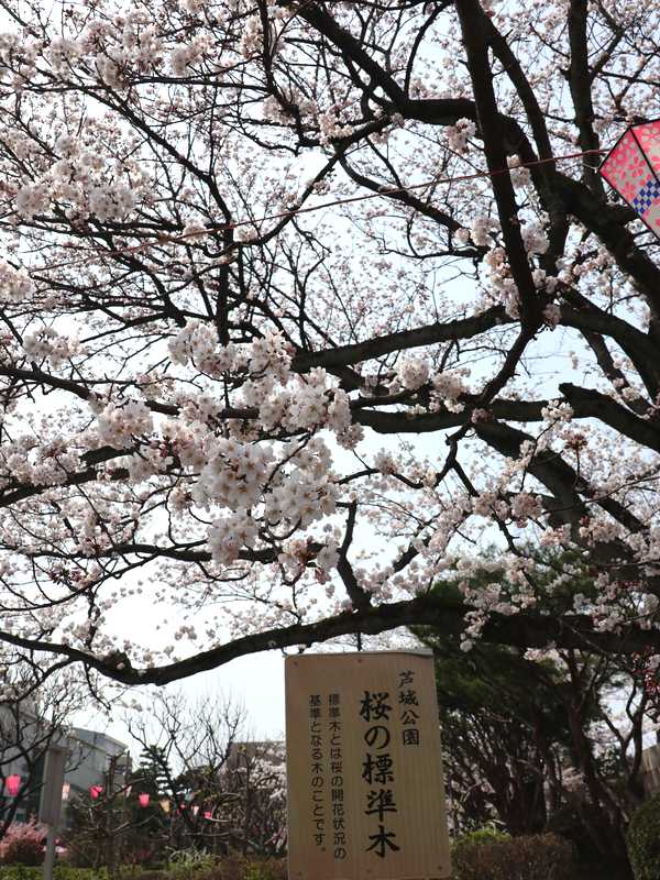 芦城公園桜 (4)