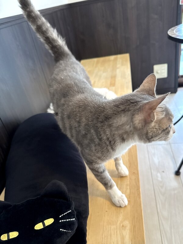 カフェダモン (15)