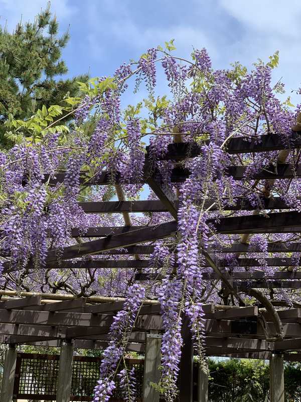 芦城公園 (7)