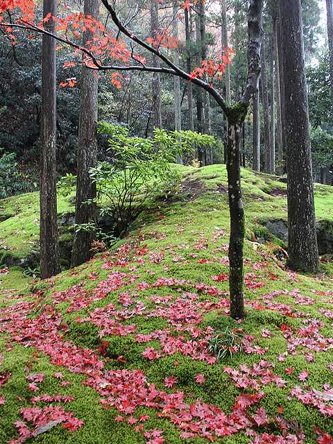 苔の里 (9)