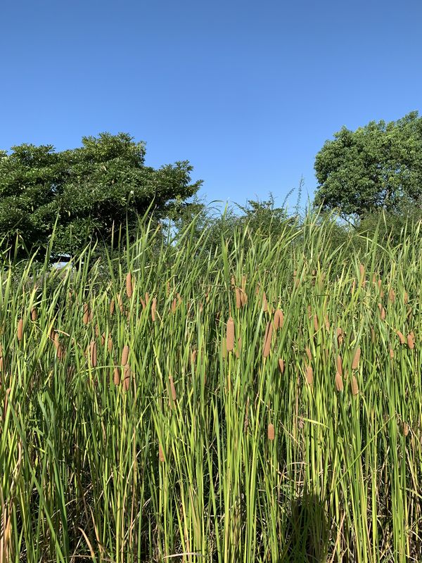木場潟 (10)