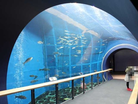 琵琶湖博物館 (28)