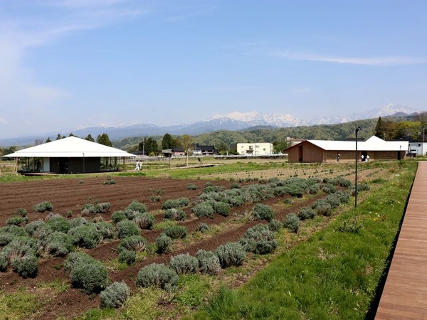 ヘルジアン・ウッド (119)