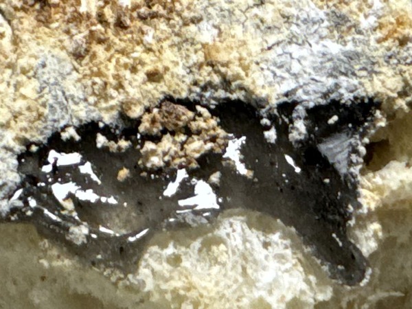 ねこねこ食パン (10)