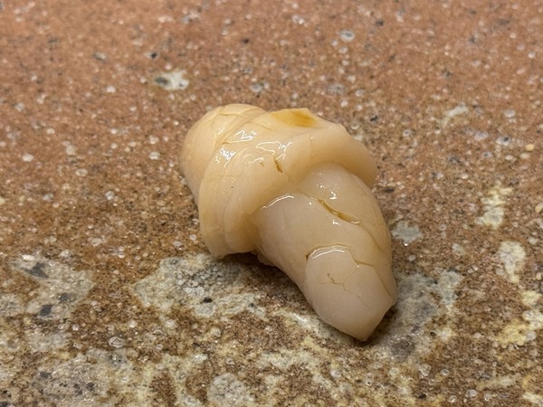 すし家 祥太 (28)