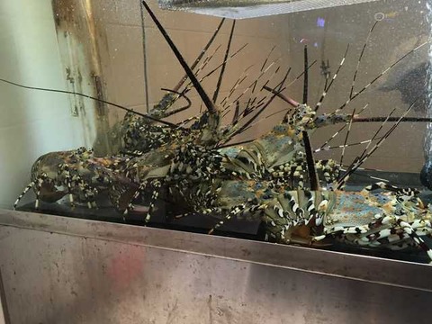 シンガポール シーフードリパブリック (26)