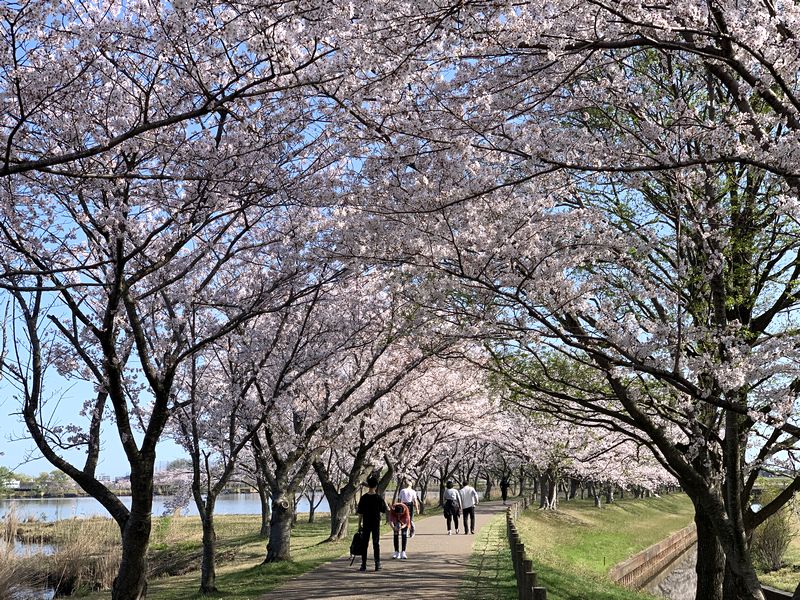 昨日がちょうど桜の見頃の最後 小松の桜その2 木場潟 布橋十二ヶ滝 松岡町の 千恵子桜 あさぴーのおいしい独り言 昨日がちょうど桜の見頃の最後 小松の桜その2 木場潟 布橋十二ヶ滝 松岡町の 千恵子桜 あさぴーのおいしい独り言