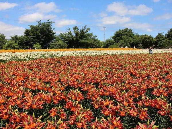ゆりの里公園 (8)