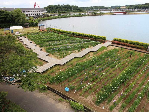北潟湖 (25)