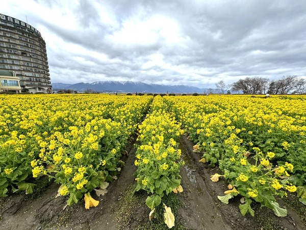 第1なぎさ公園　菜の花畑 (5)