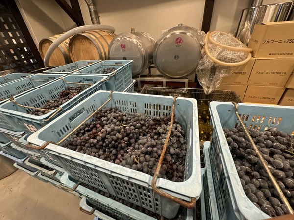 アラフェルムドゥシンジロウ (8)