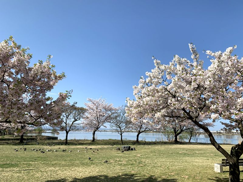 昨日がちょうど桜の見頃の最後 小松の桜その2 木場潟 布橋十二ヶ滝 松岡町の 千恵子桜 あさぴーのおいしい独り言 昨日がちょうど桜の見頃の最後 小松の桜その2 木場潟 布橋十二ヶ滝 松岡町の 千恵子桜 あさぴーのおいしい独り言