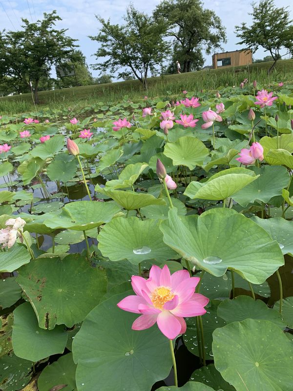 木場潟 (20)