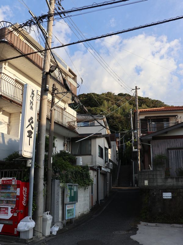 小坪海岸 凛花 (32)