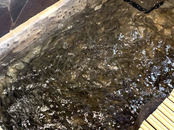 鮎料理専門店 鮎や (5)