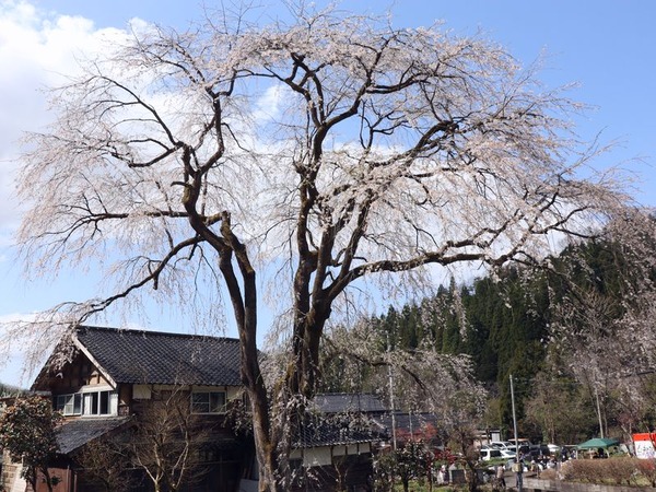 千恵子桜 (4)