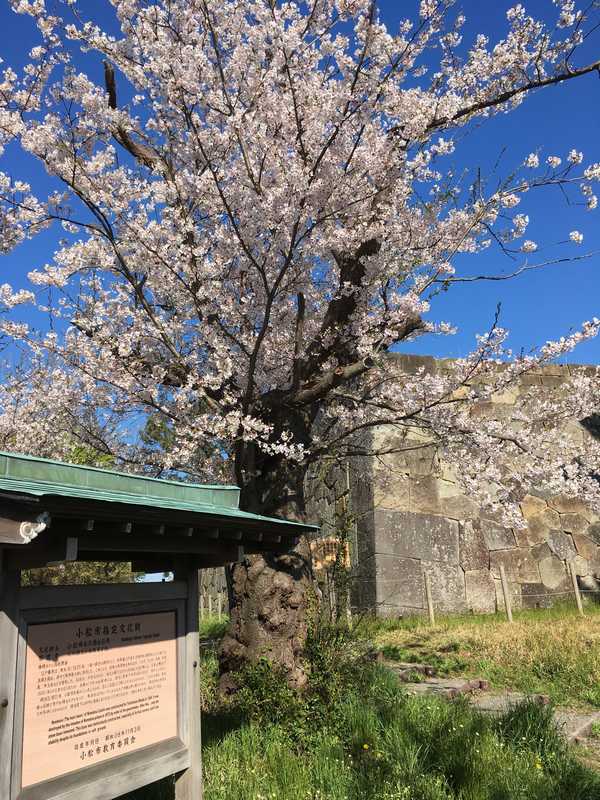 小松城桜 (3)