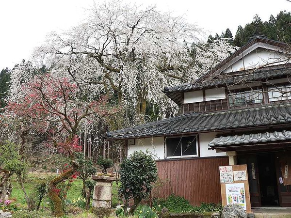 千恵子桜 (13)